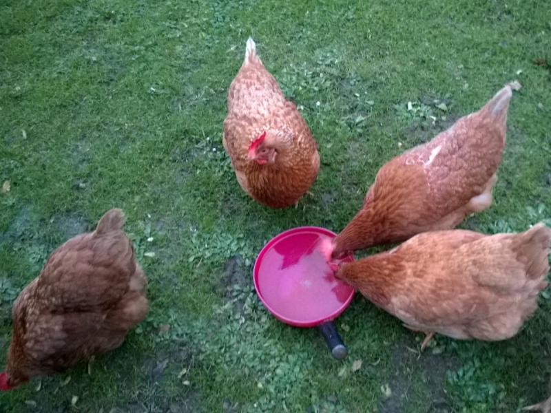 Chickens in the garden - always!